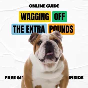 Help Your Overweight Dog Lose Weight Safely and Quickly